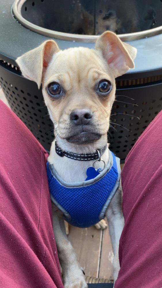 Enlarge Skeeter, a Adoptable mixed breed in Mundelein, IL image 6/6
