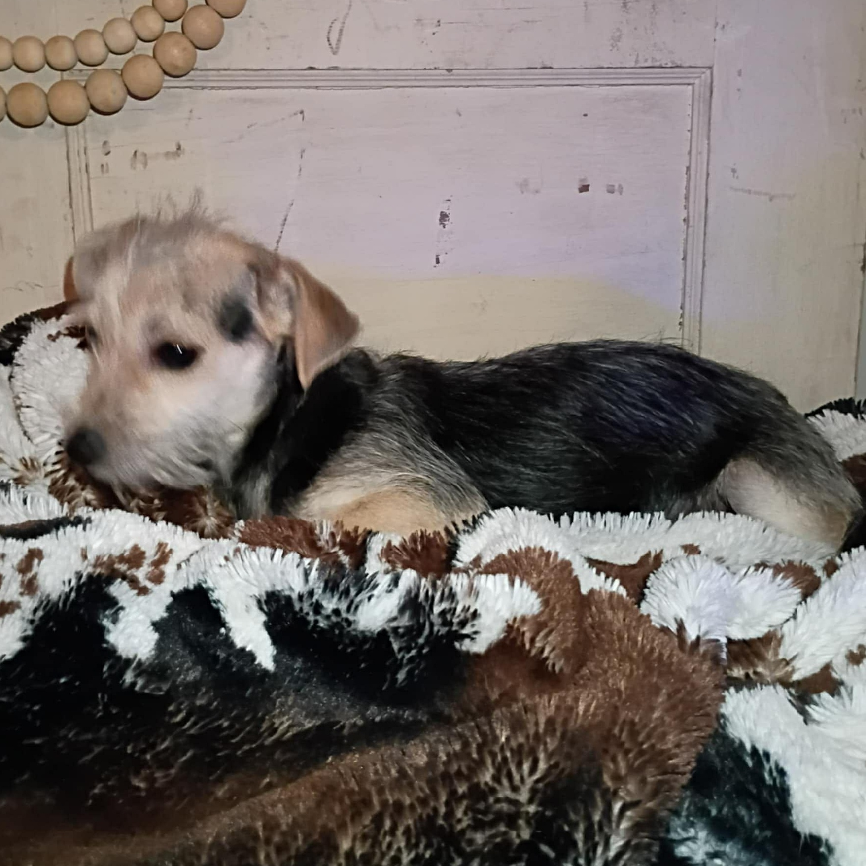 Enlarge Koda, a Adoptable mixed breed in Windsor, ON image 1/6