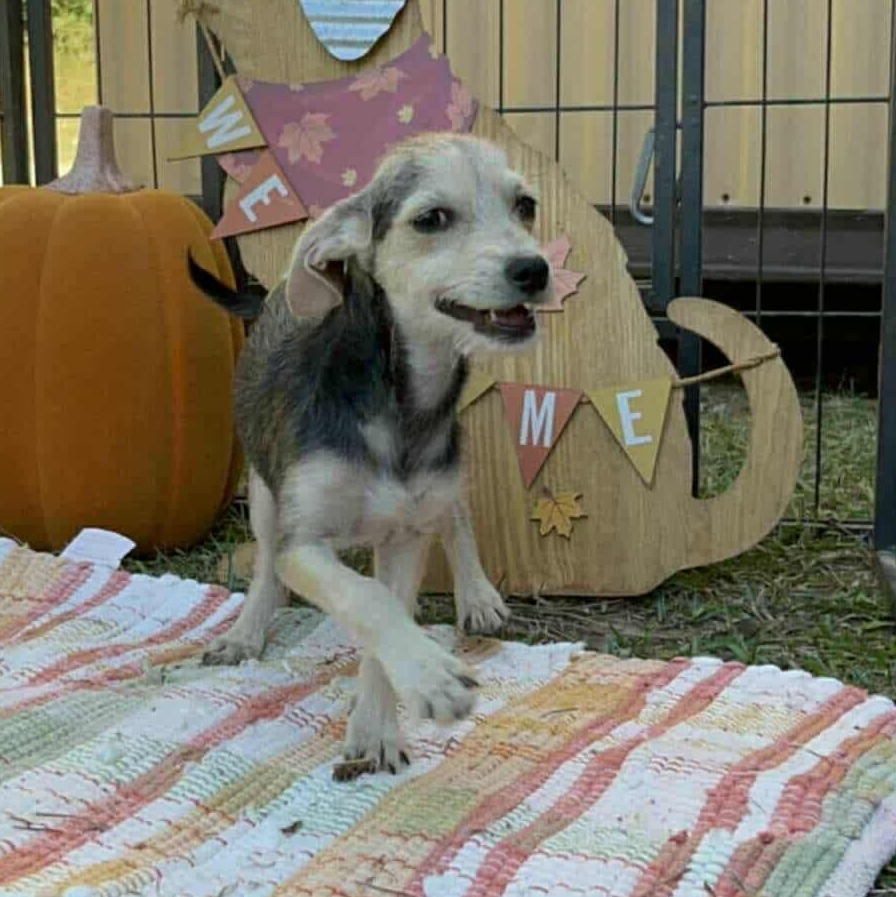 Koda, a Adoptable mixed breed in Windsor, ON image 2/3