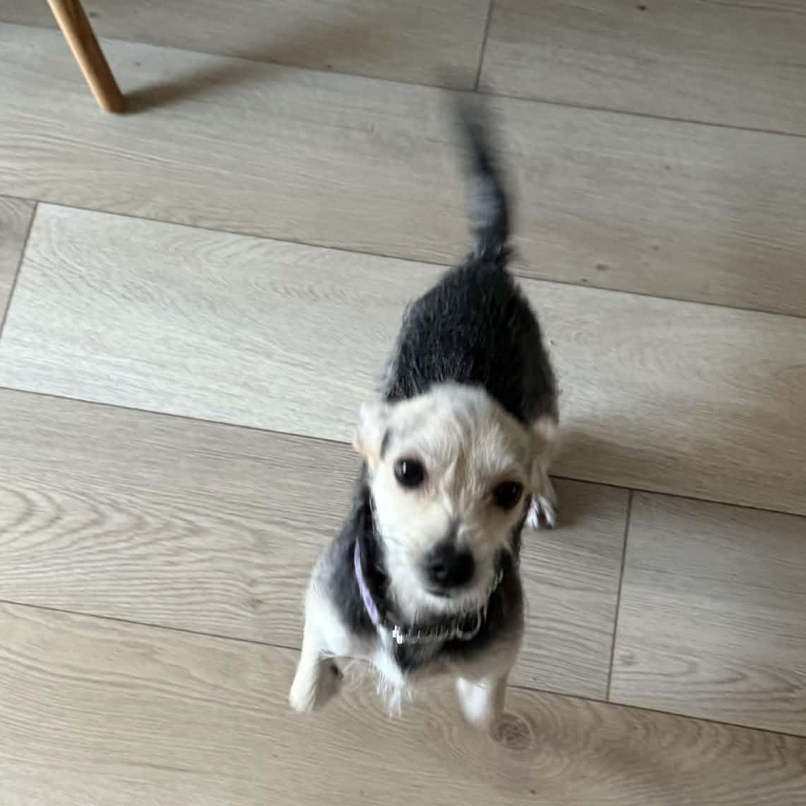 Koda, an adoptable mixed breed in Oshawa, ON image 6/6