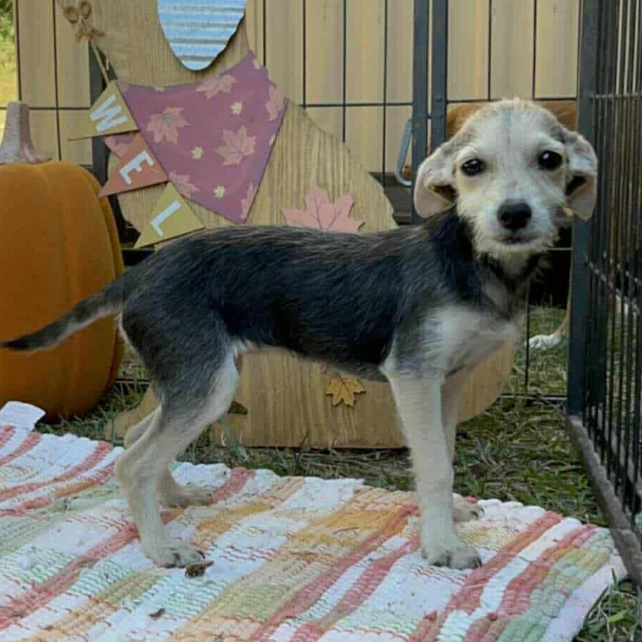 Koda, a Adoptable mixed breed in Windsor, ON image 1/3