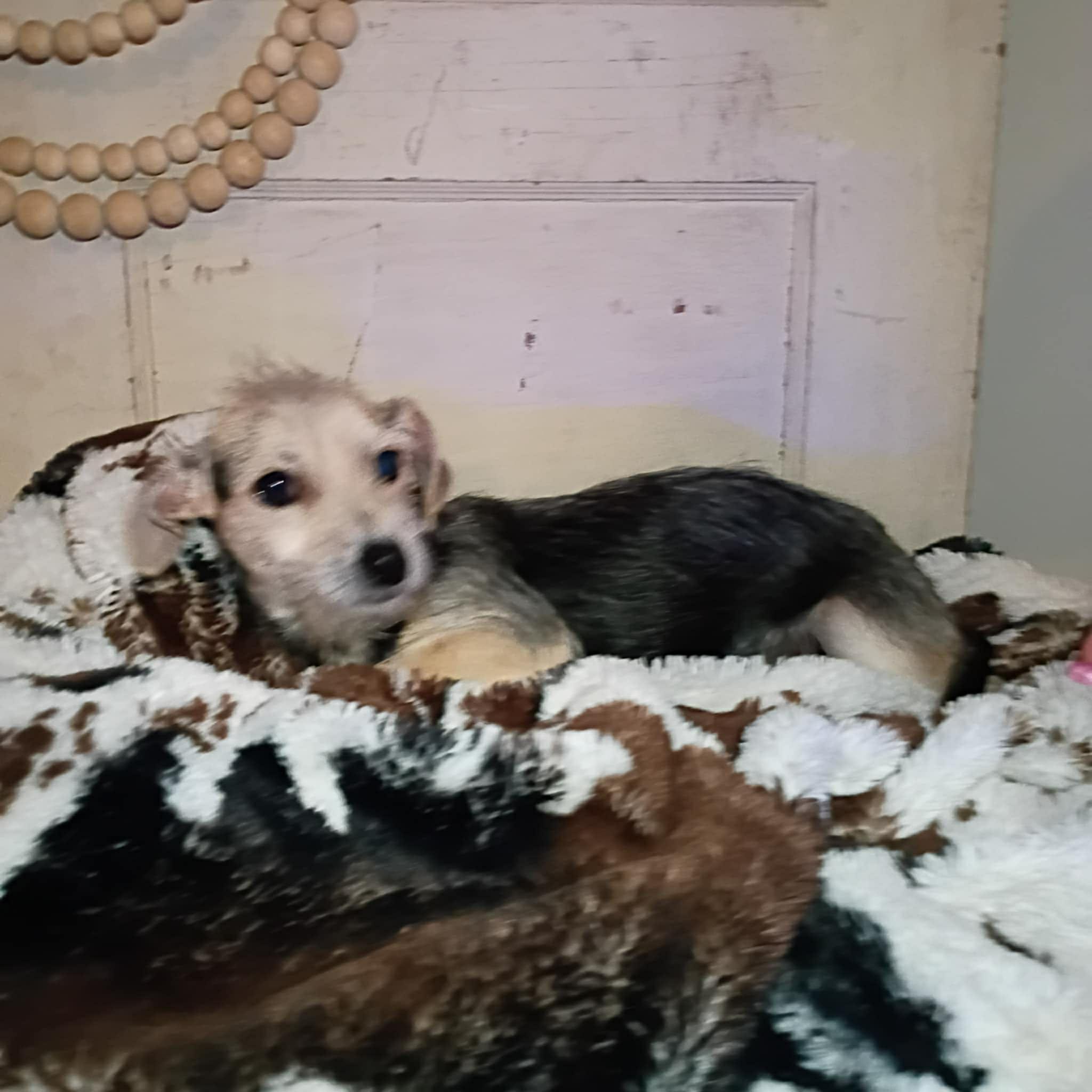 Enlarge Koda, a Adoptable mixed breed in Windsor, ON image 5/6