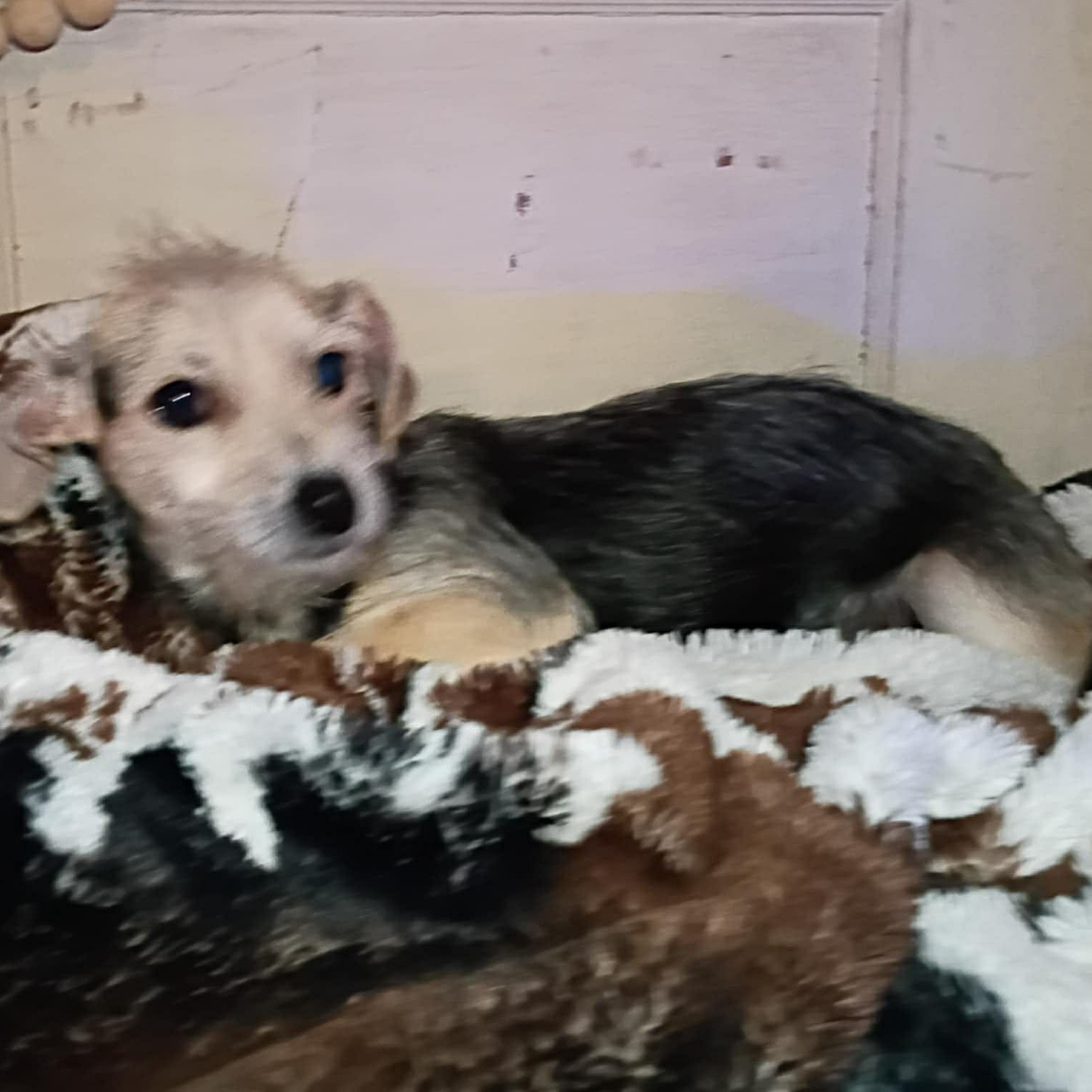 Koda, a Adoptable mixed breed in Windsor, ON image 1/6