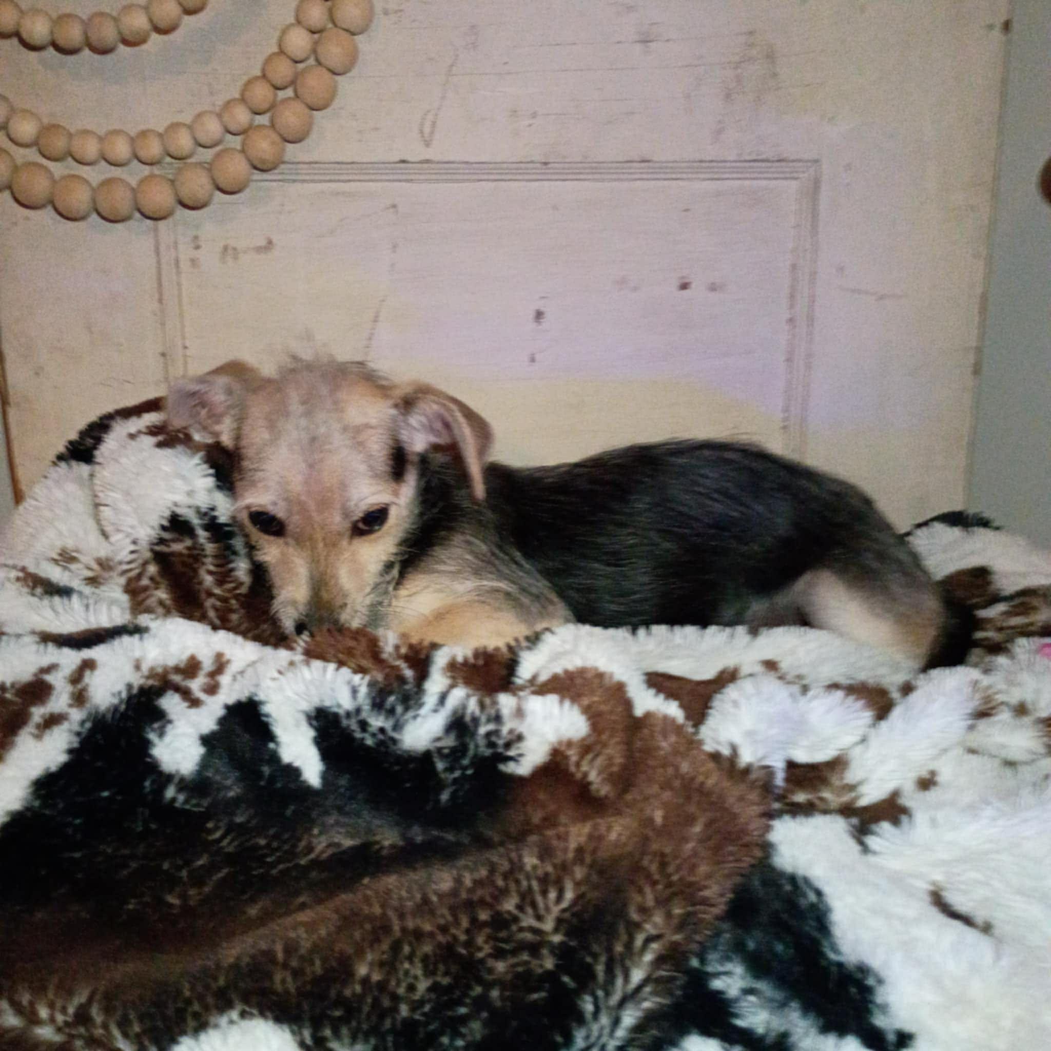 Enlarge Koda, a Adoptable mixed breed in Windsor, ON image 6/6