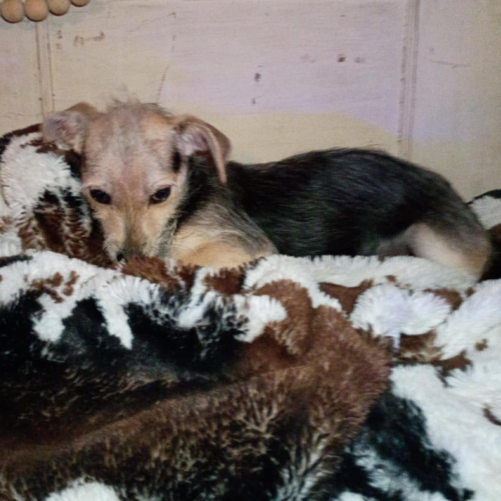 Koda, a Adoptable mixed breed in Windsor, ON image 6/6