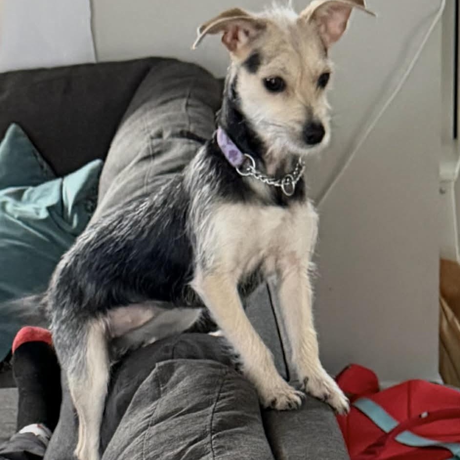 Koda, an adoptable mixed breed in Oshawa, ON image 2/6