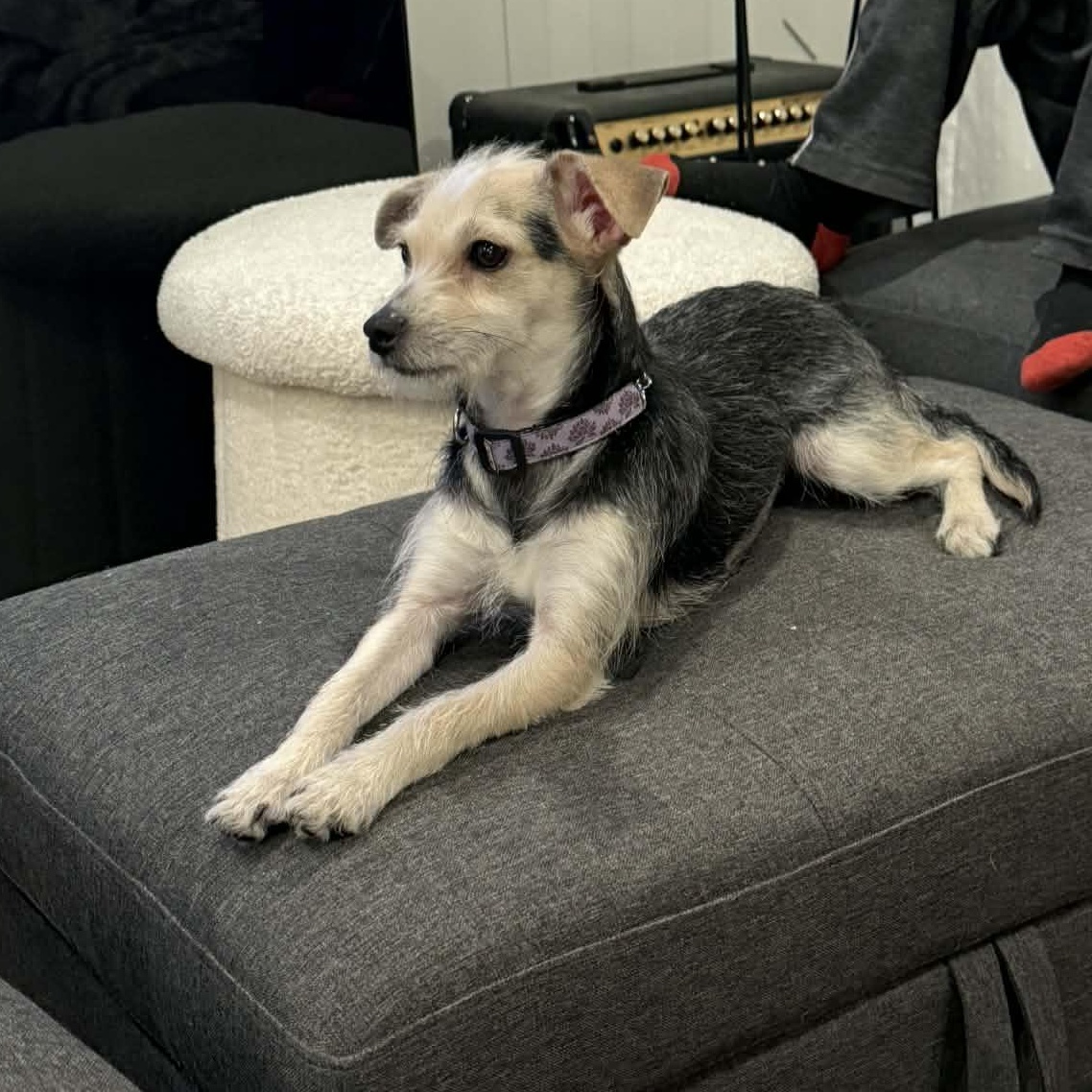 Koda, adoptable, Young Female Terrier.