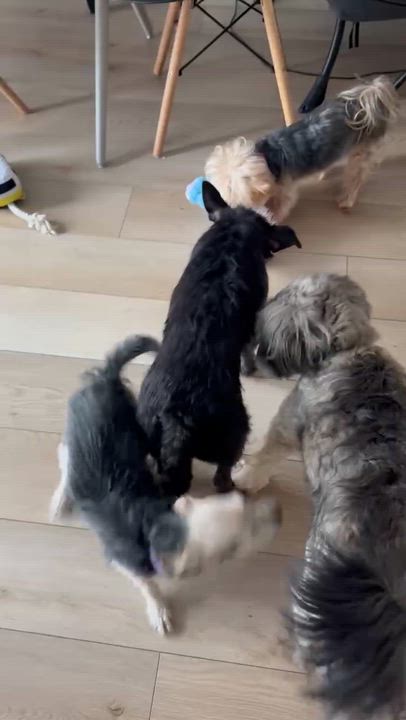 Enlarge Koda, an adoptable mixed breed in Oshawa, ON video 3/6