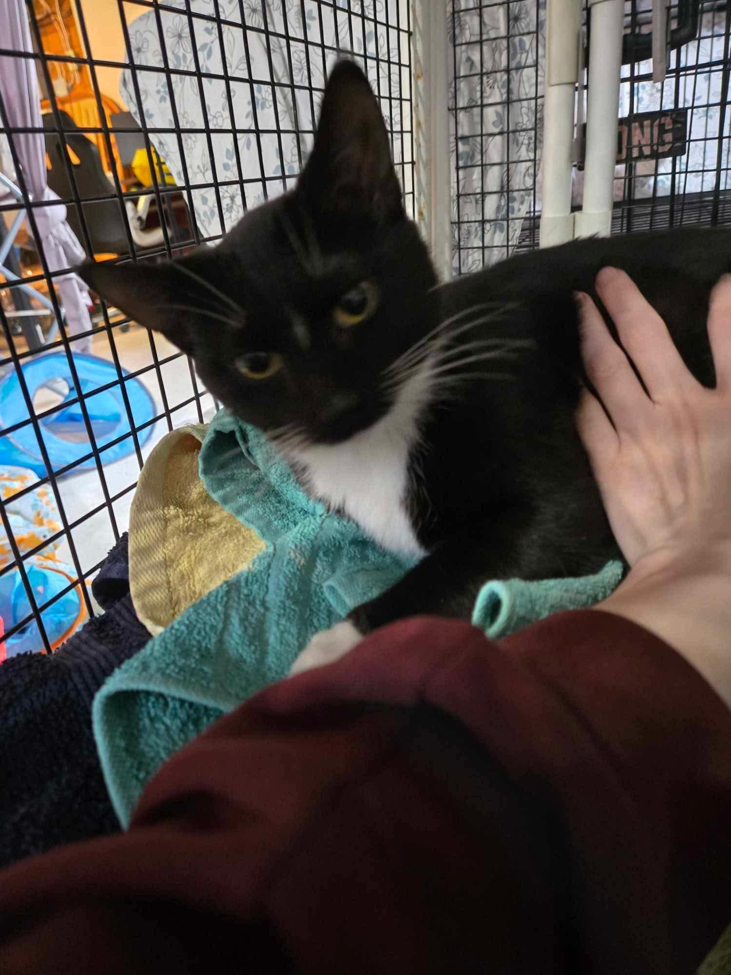 Enlarge Flash, a Adoptable Domestic Short Hair in Ashton, ON image 2/4