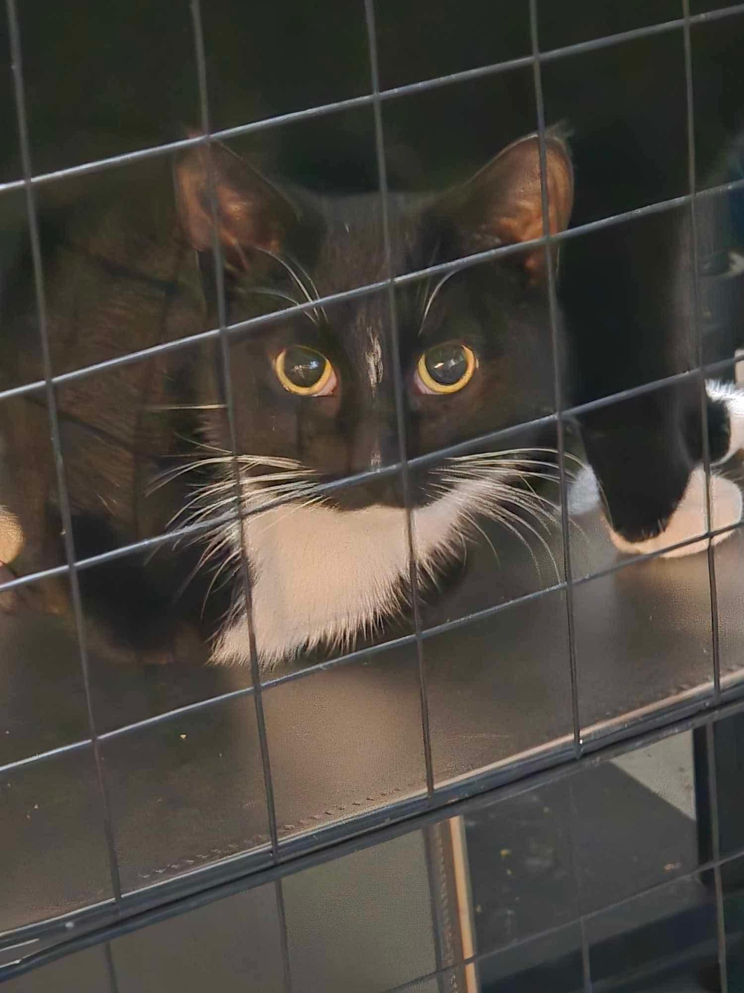 Enlarge Flash, a Adoptable Domestic Short Hair in Ashton, ON image 3/4