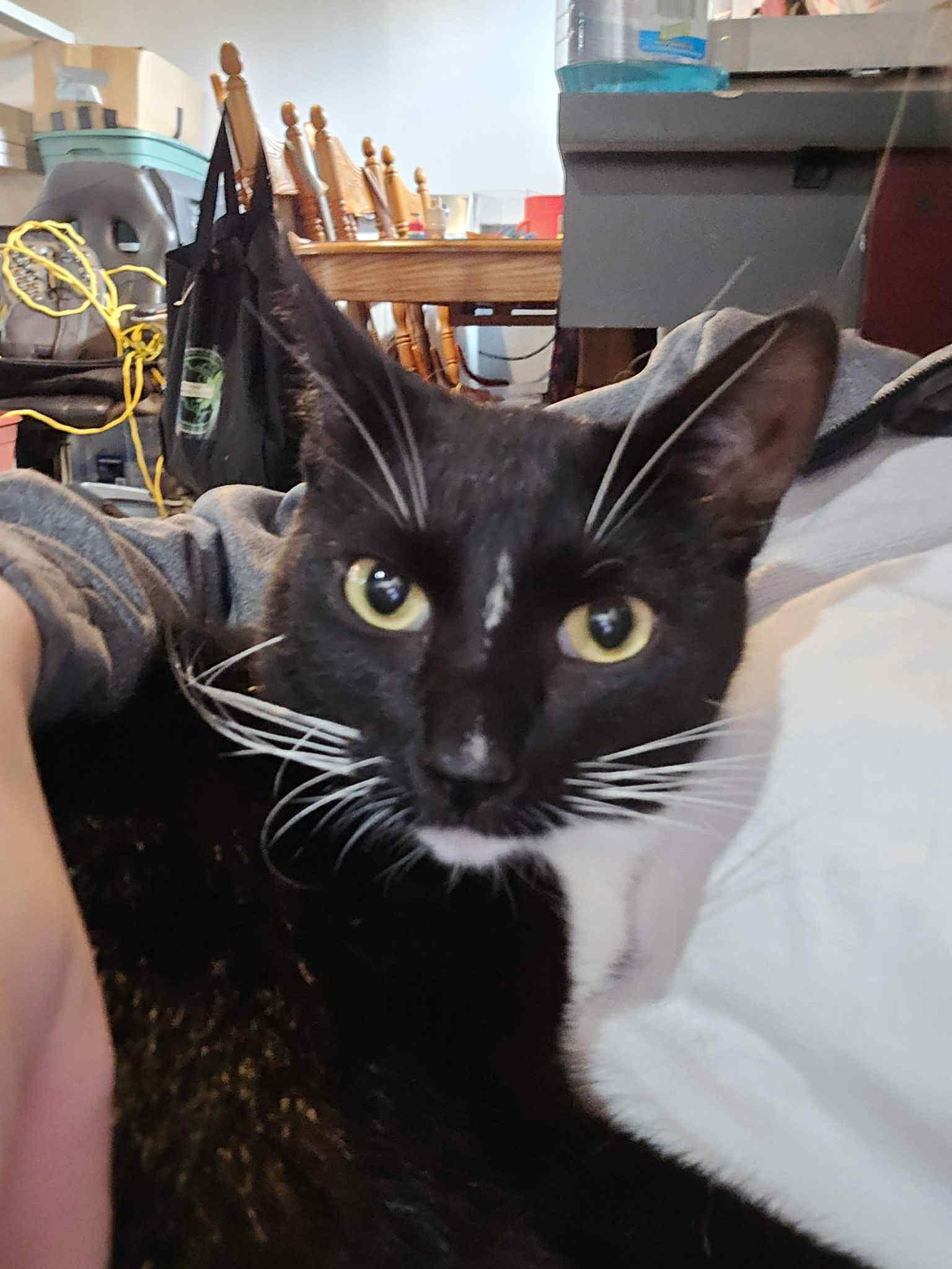 Enlarge Flash, a Adoptable Domestic Short Hair in Ashton, ON image 1/4