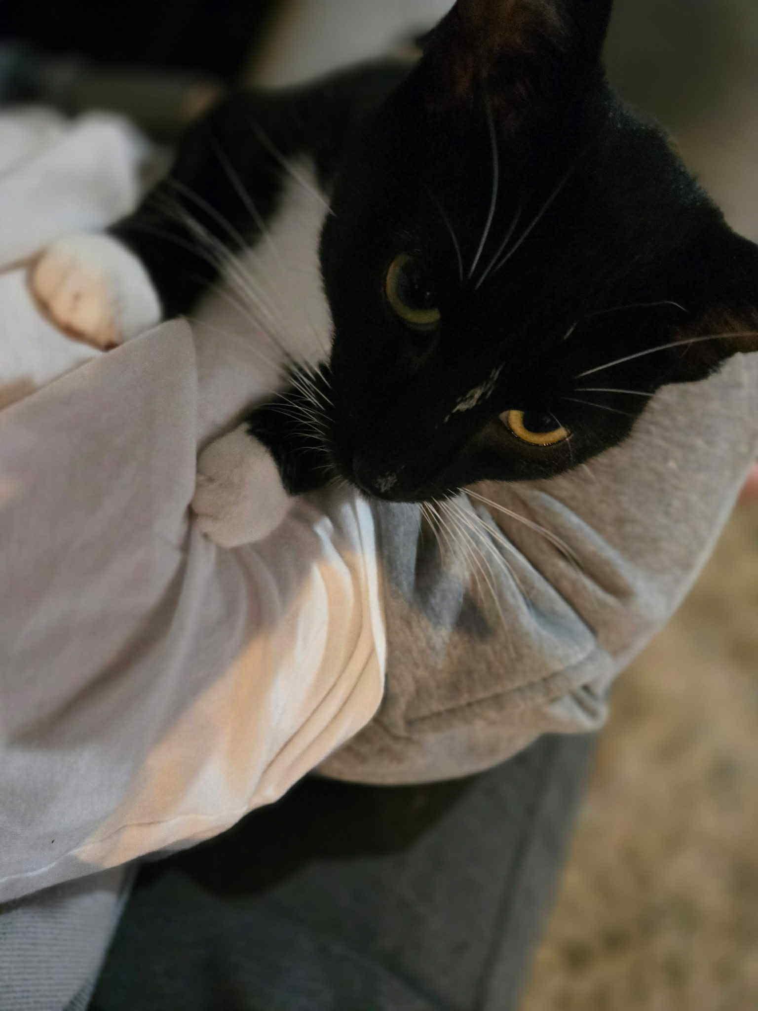 Enlarge Flash, a Adoptable Domestic Short Hair in Ashton, ON image 4/4