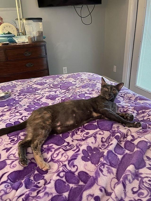 Lorelei, Adoptable, Young Female Domestic Short Hair.