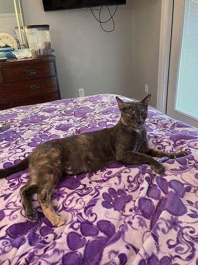 Enlarge Lorelei, a Adoptable Domestic Short Hair in Tampa, FL image 2/3