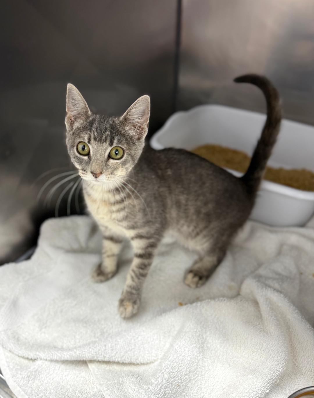 Zarina, ADOPTABLE, Kitten Female Domestic Short Hair.
