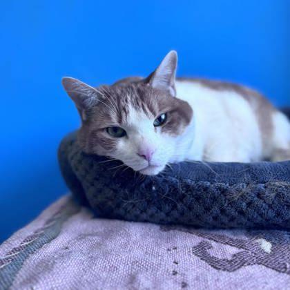 Maverick, Adoptable, Senior Male Domestic Short Hair & Domestic Short Hair.