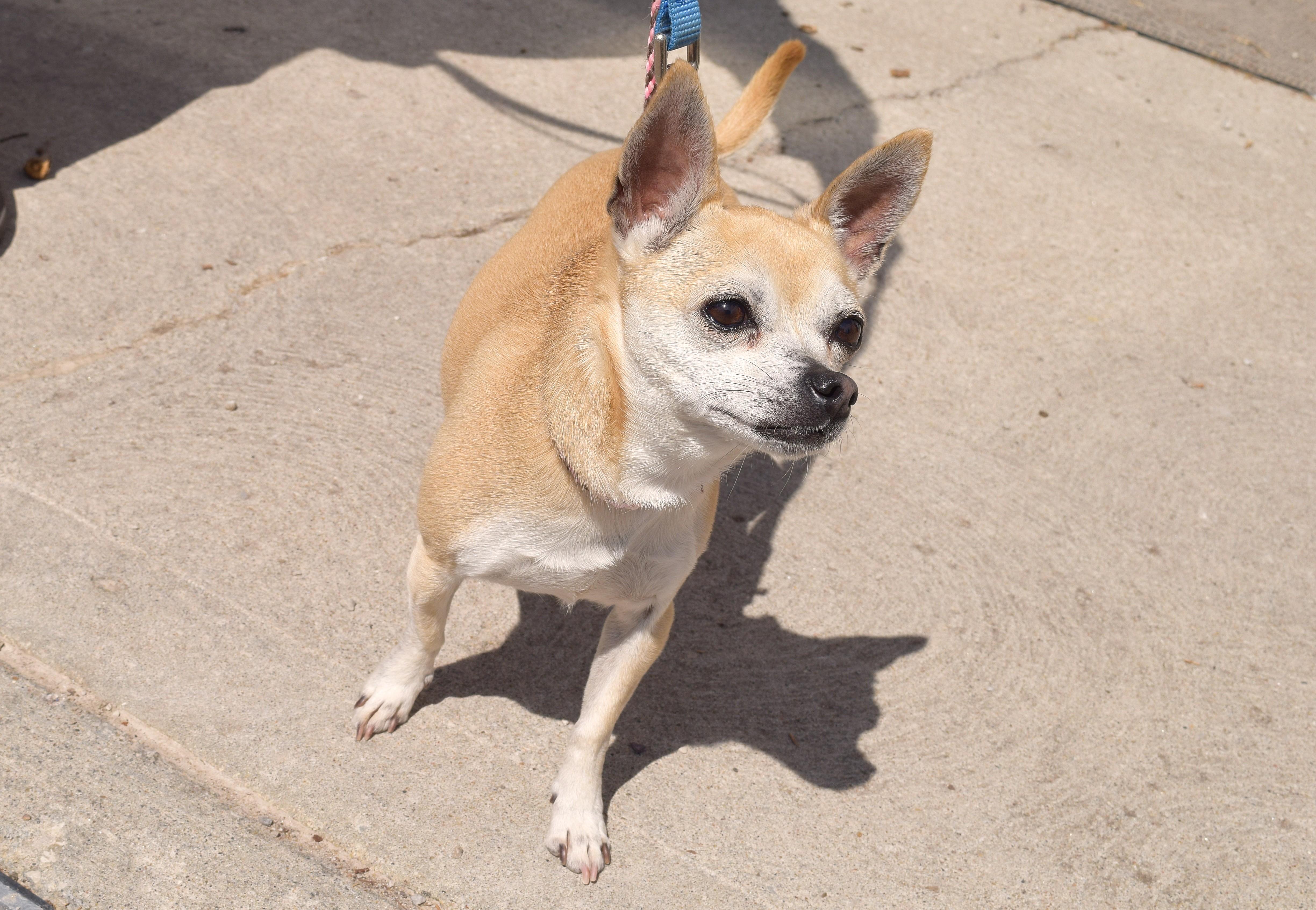 Enlarge Lady, an adopted mixed breed in Parkville, MO image 5/5