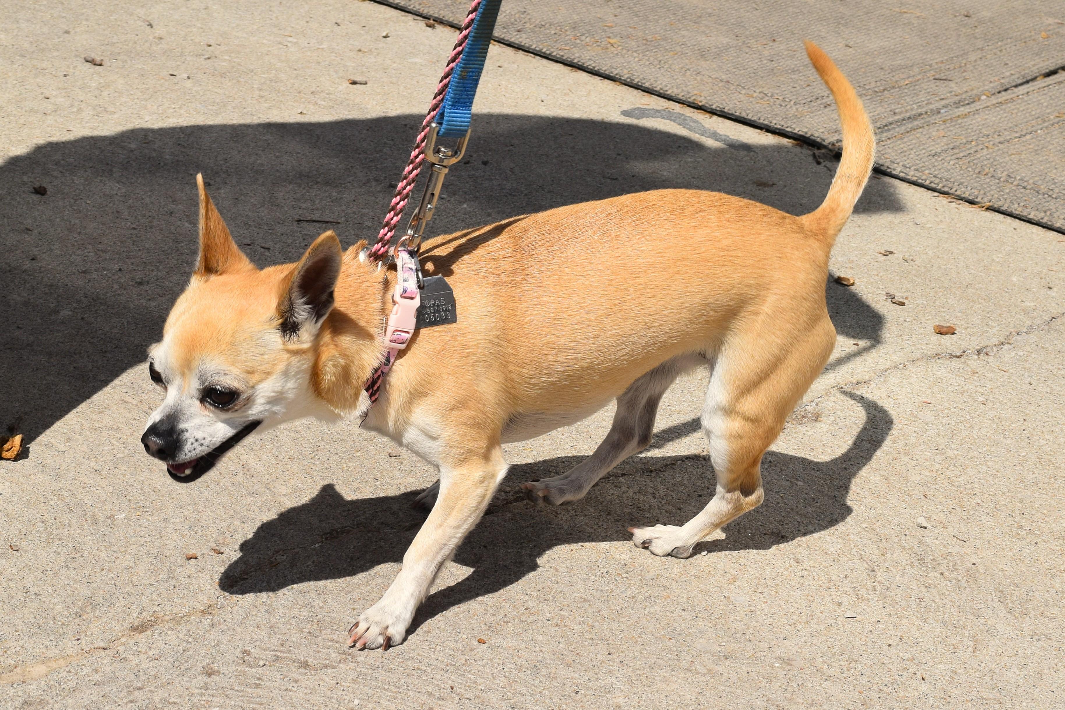 Enlarge Lady, an adopted mixed breed in Parkville, MO image 2/5
