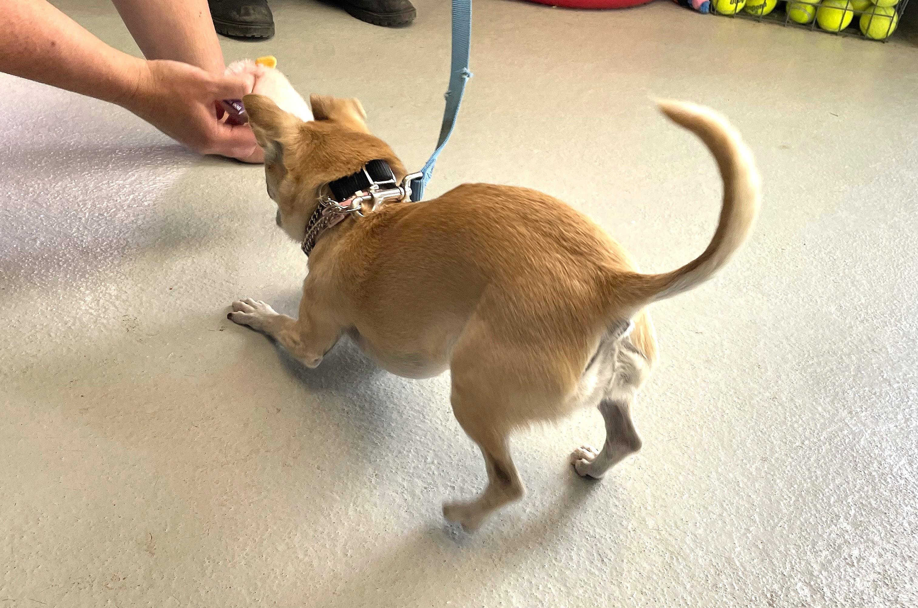 Enlarge Lady, an adopted mixed breed in Parkville, MO image 3/5