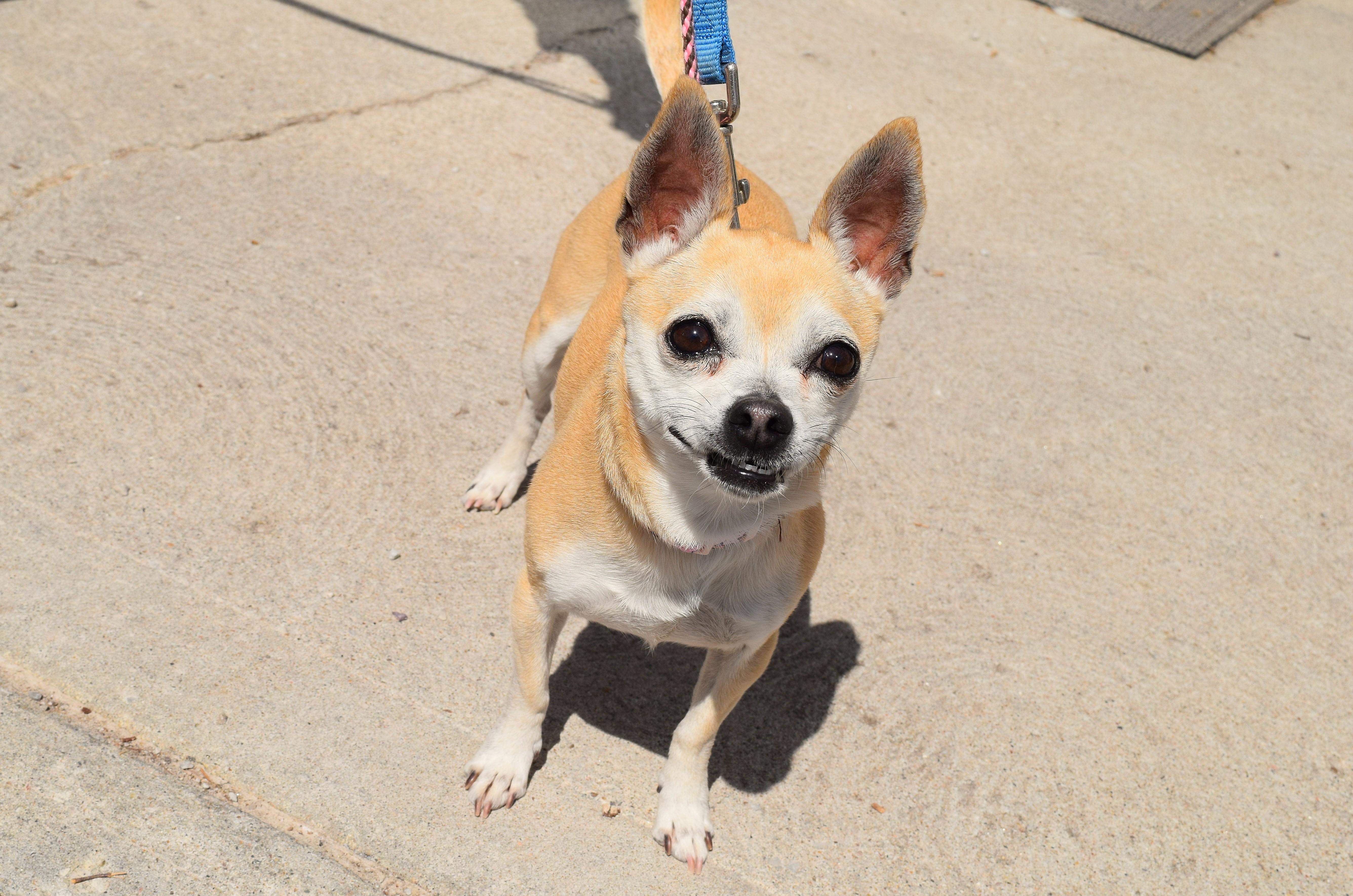 Enlarge Lady, an adopted mixed breed in Parkville, MO image 4/5
