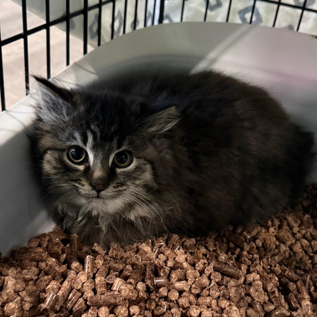 Enlarge Edmond, a Adoptable Domestic Medium Hair in Marion, VA image 1/1