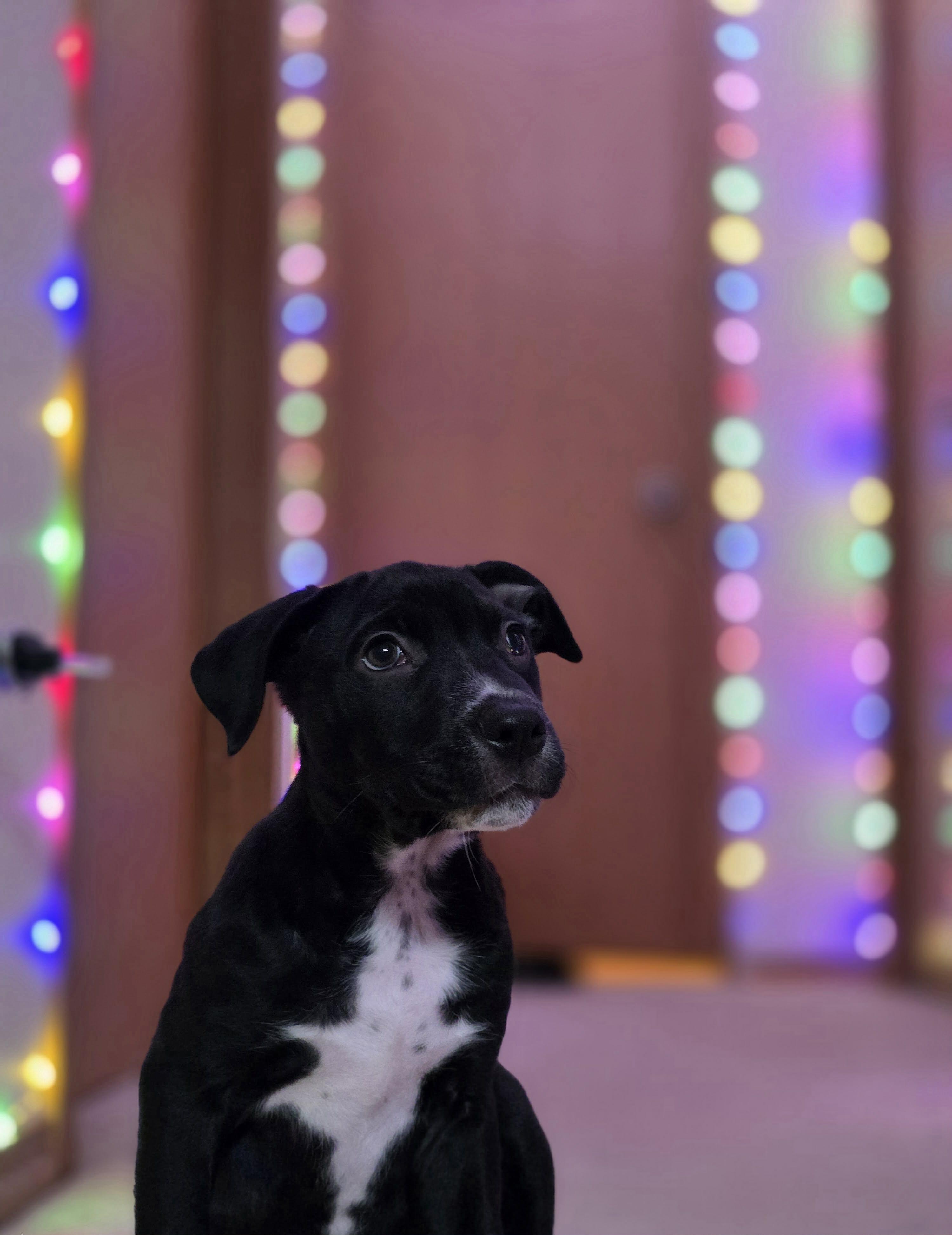 Enlarge The Happy Hippo, an adopted mixed breed in Lacey, WA image 6/6