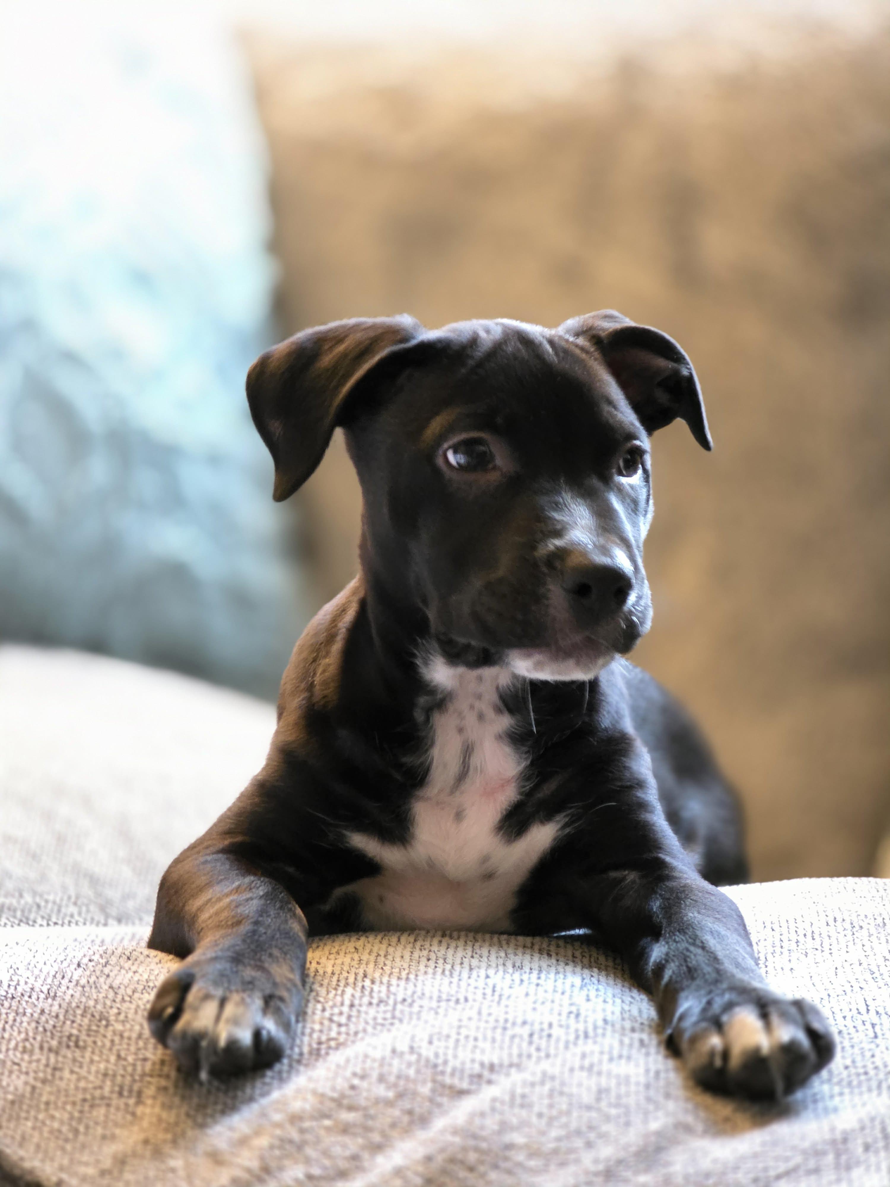 Enlarge The Happy Hippo, an adopted mixed breed in Lacey, WA image 4/6