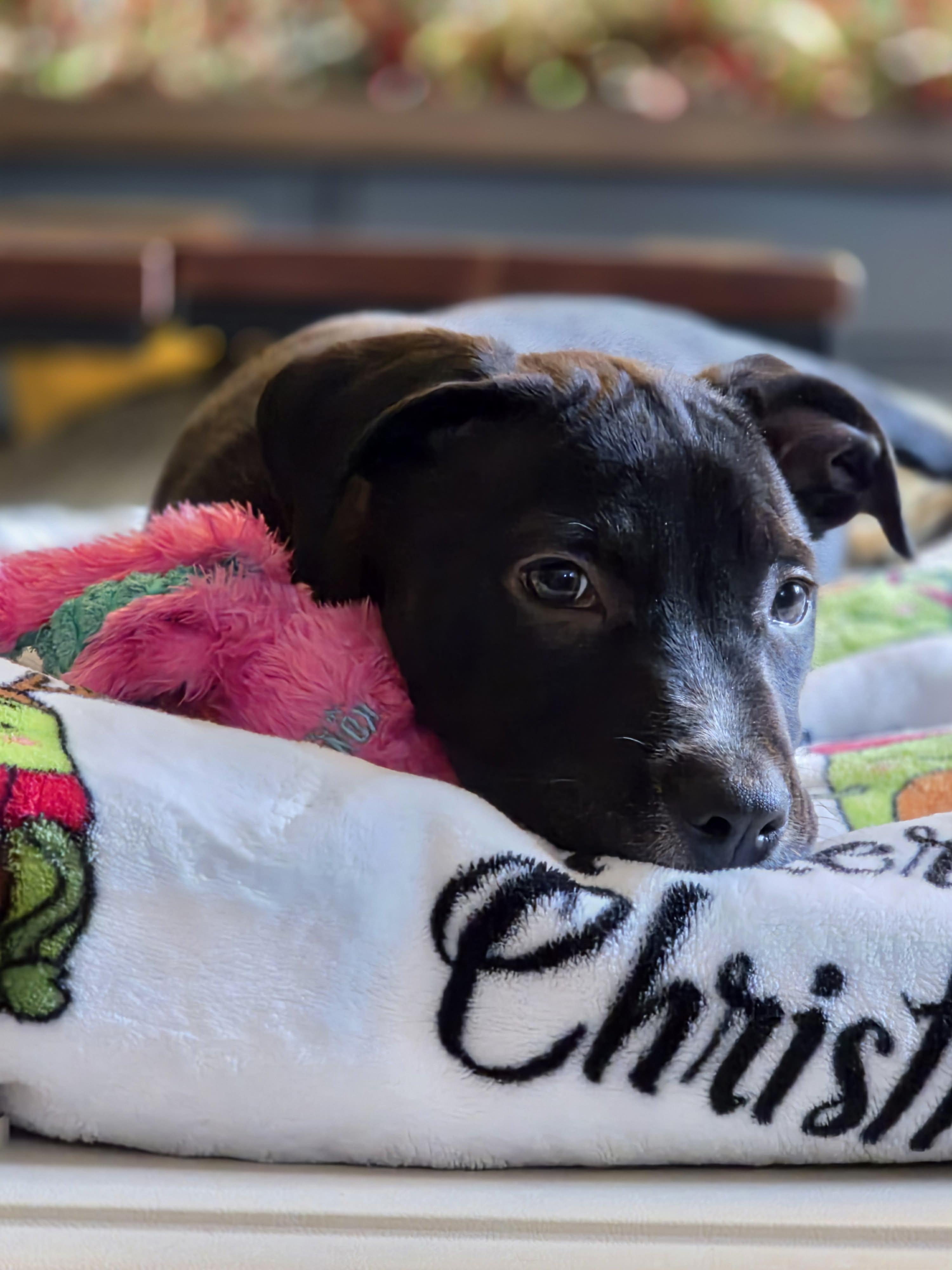 Enlarge The Happy Hippo, an adopted mixed breed in Lacey, WA image 3/6