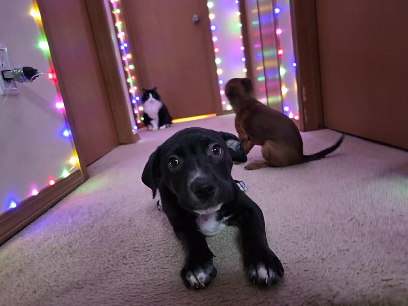 Enlarge The Happy Hippo, an adopted mixed breed in Lacey, WA image 2/6