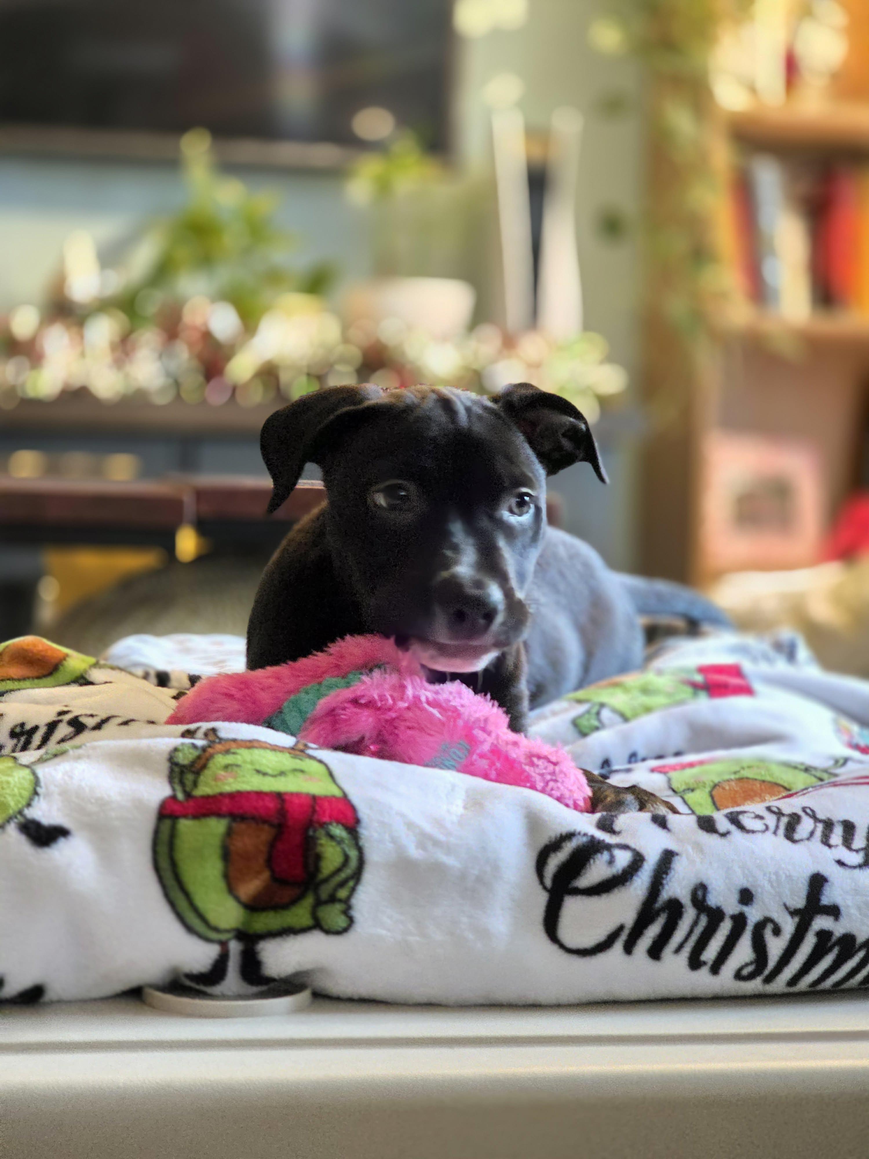 Enlarge The Happy Hippo, an adopted mixed breed in Lacey, WA image 5/6