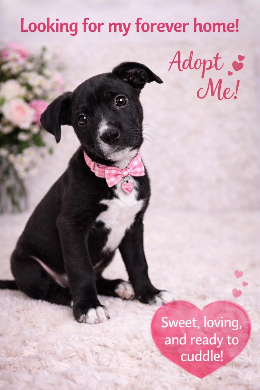 The Happy Hippo, adopted, Puppy Female American Bully.