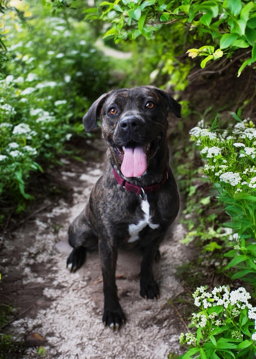 Enlarge Noella, a ADOPTABLE mixed breed in Shelbyville, IN image 3/3