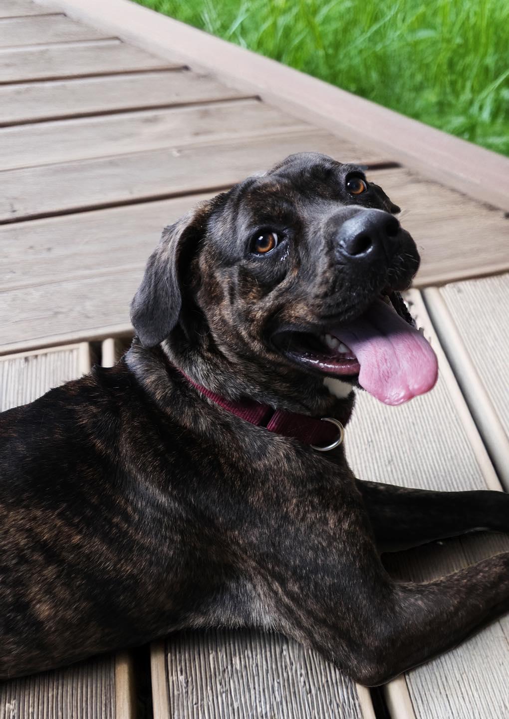 Noella, ADOPTABLE, Adult Female Boxer & Mastiff.