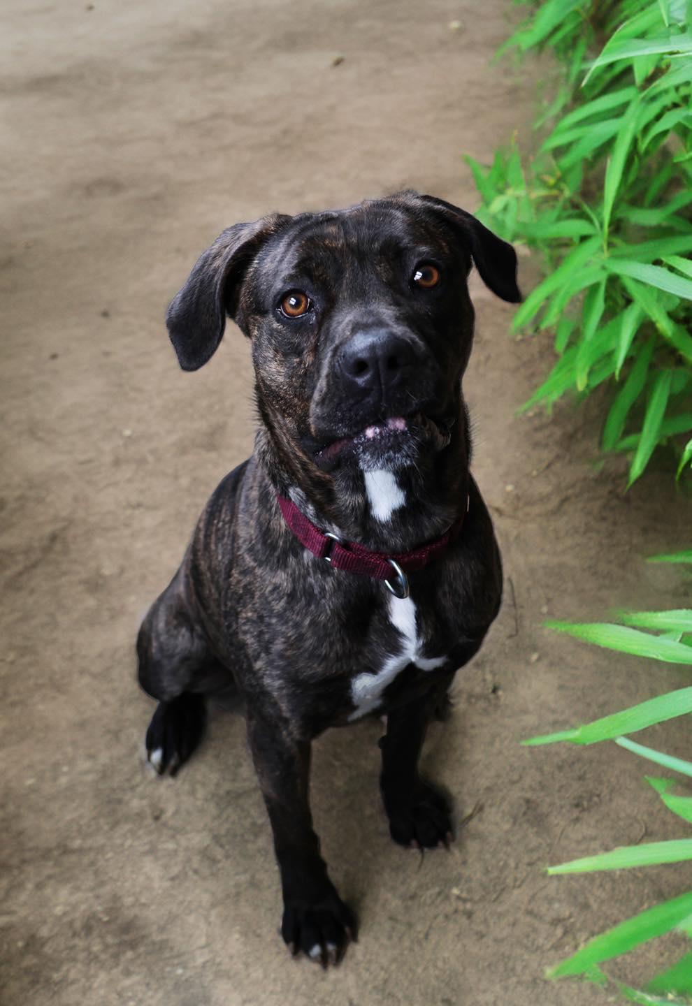 Enlarge Noella, a ADOPTABLE mixed breed in Shelbyville, IN image 2/3