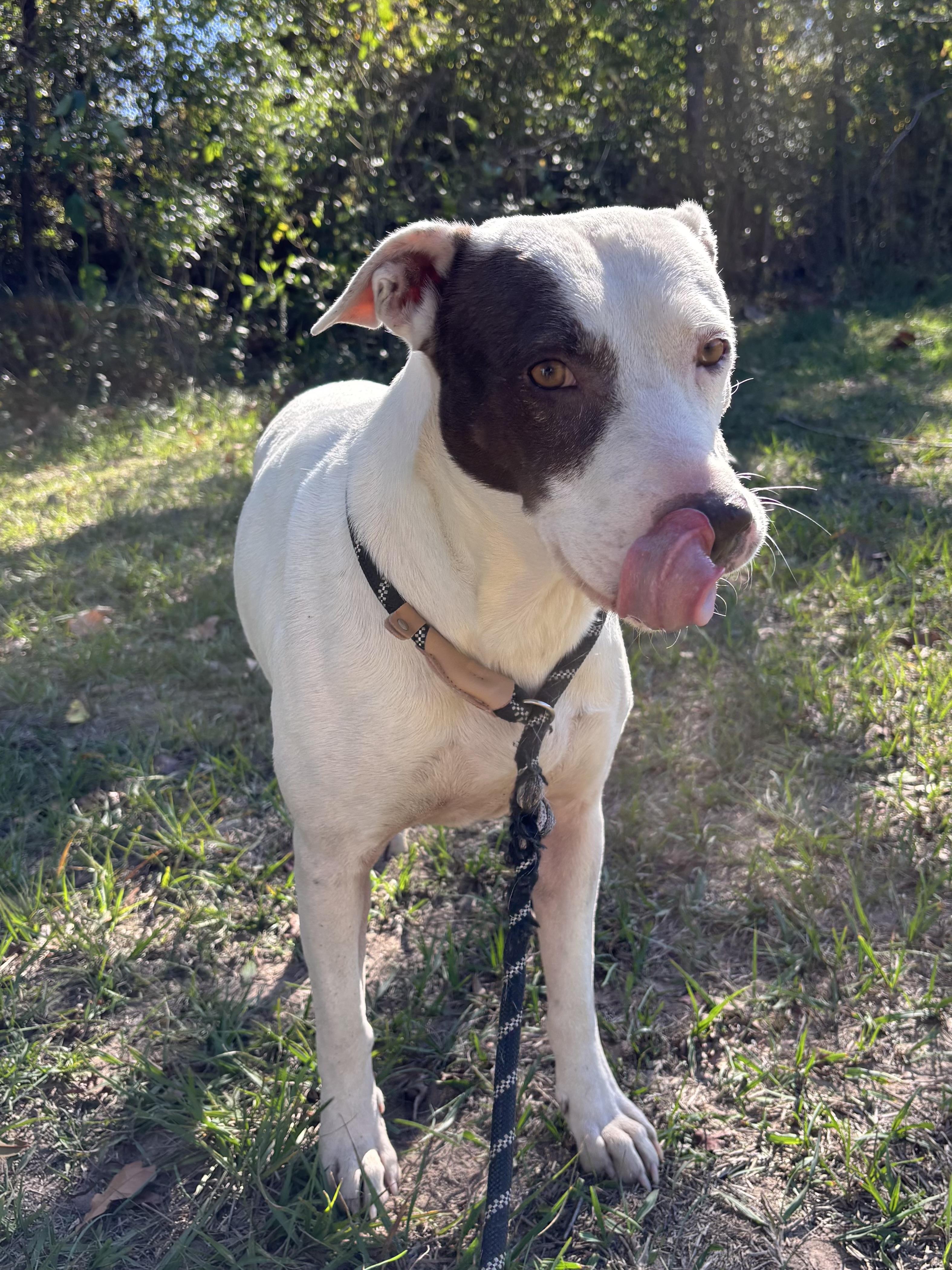 Enlarge Piper, an adopted mixed breed in Houston, TX image 2/6