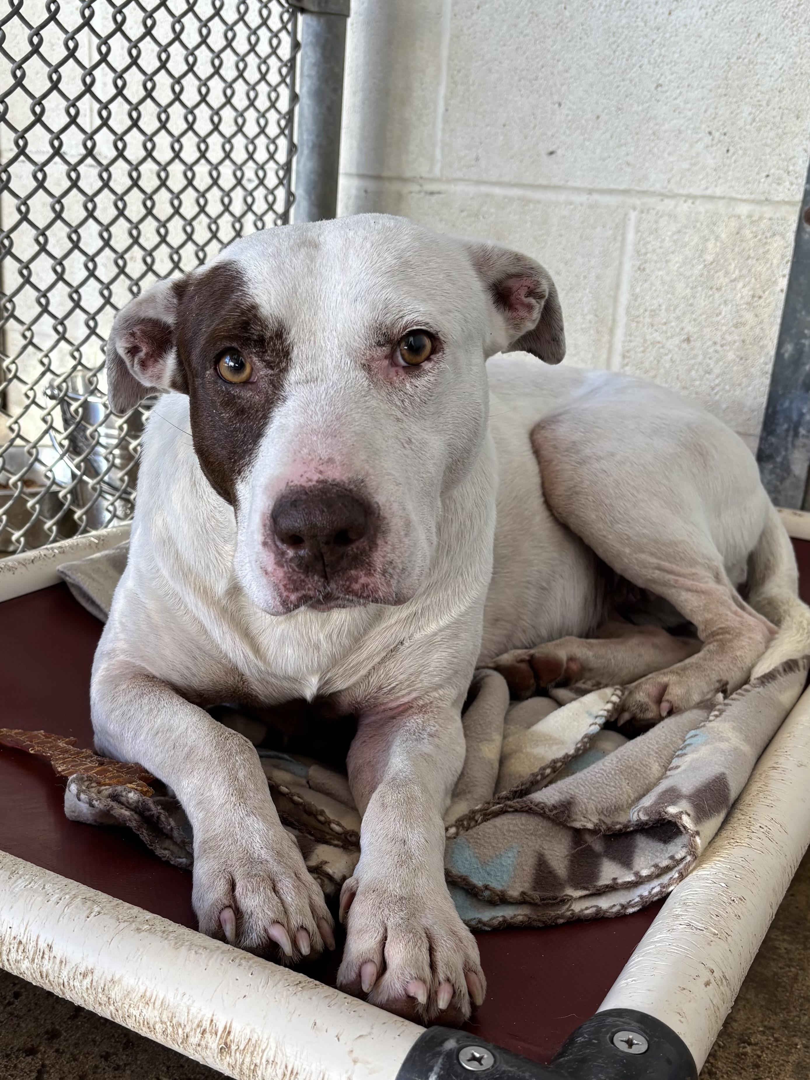 Enlarge Piper, an adopted mixed breed in Houston, TX image 3/6