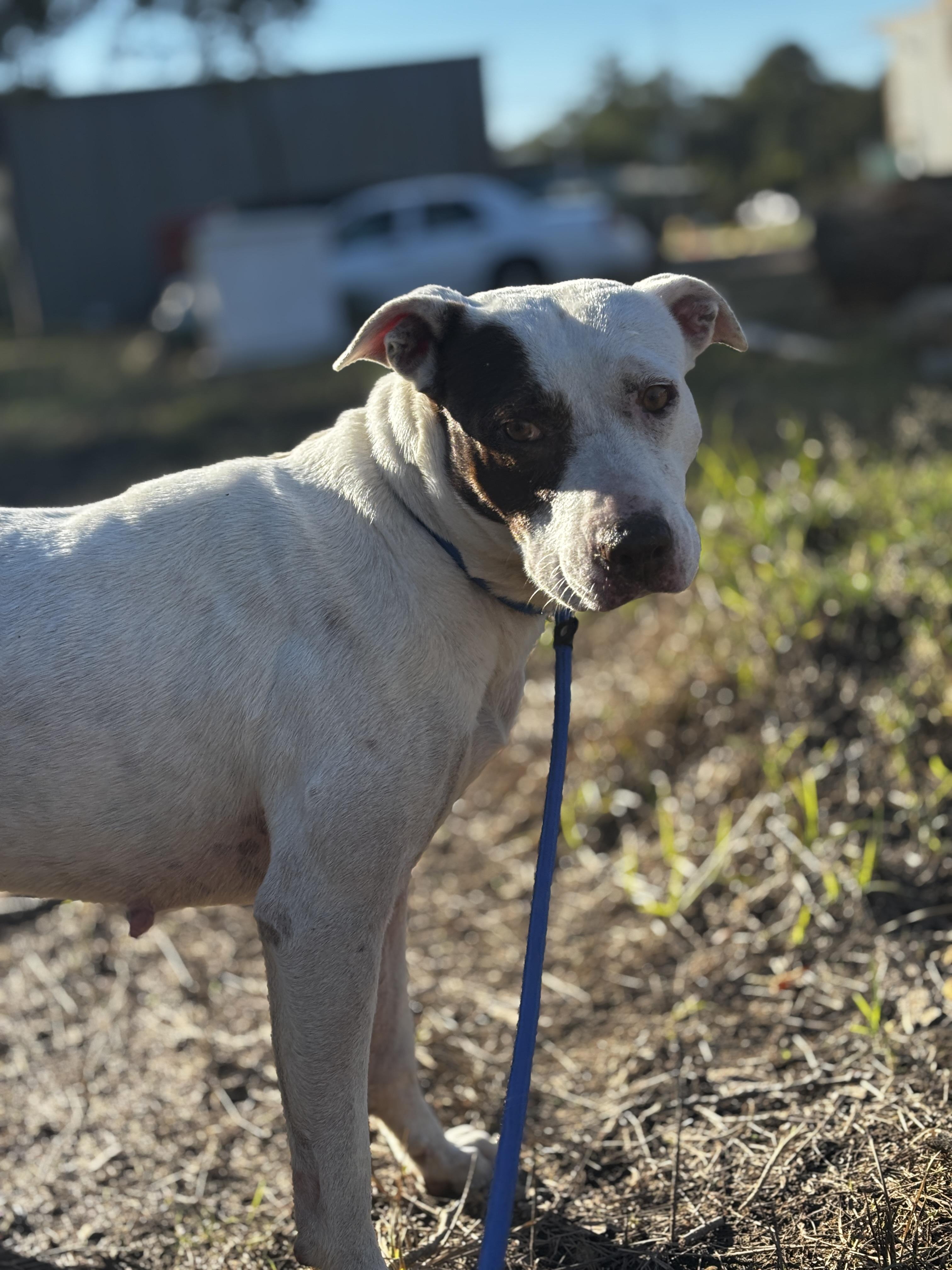 Enlarge Piper, an adopted mixed breed in Houston, TX image 4/6