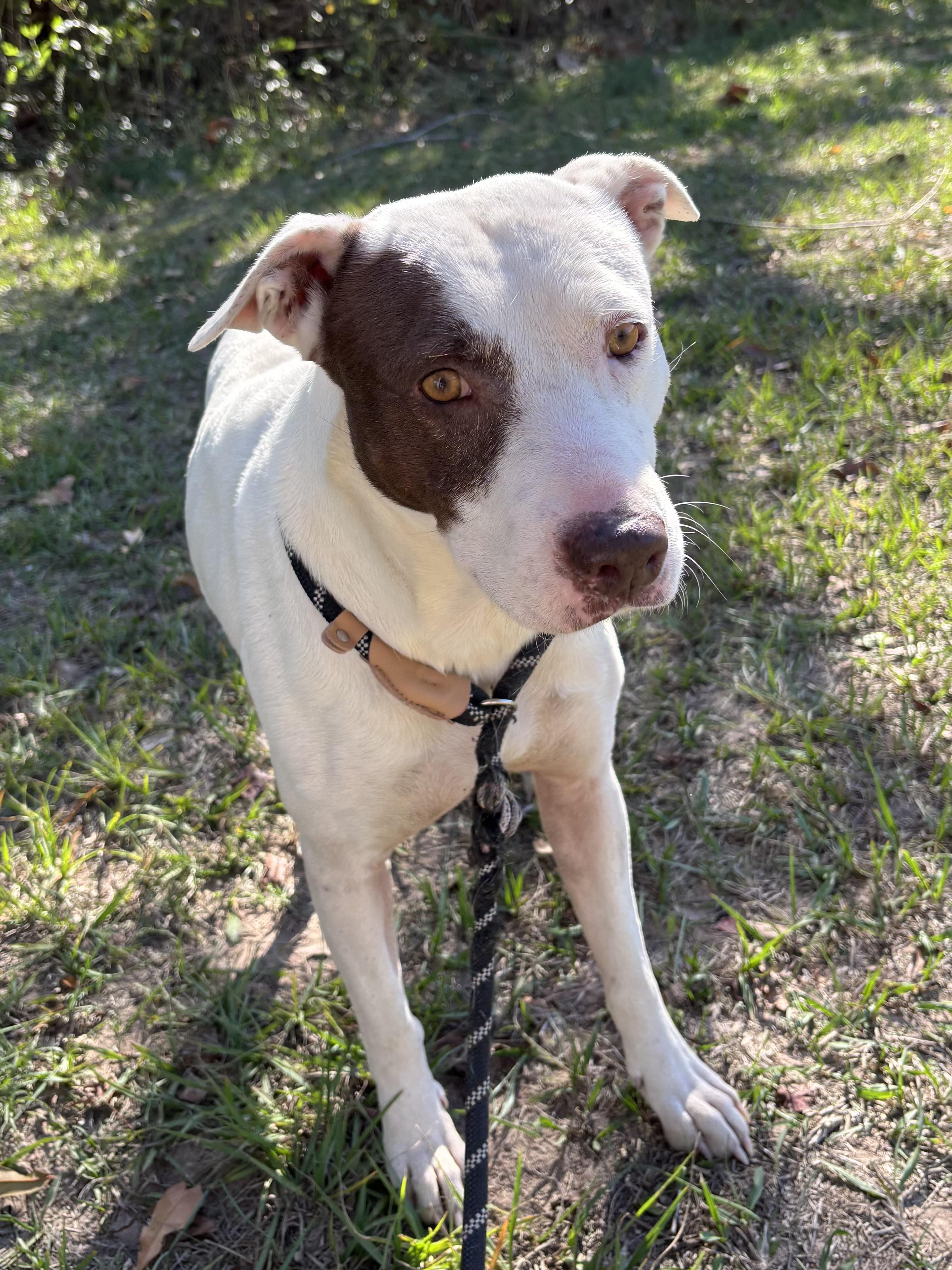 Enlarge Piper, an adopted mixed breed in Houston, TX image 5/6