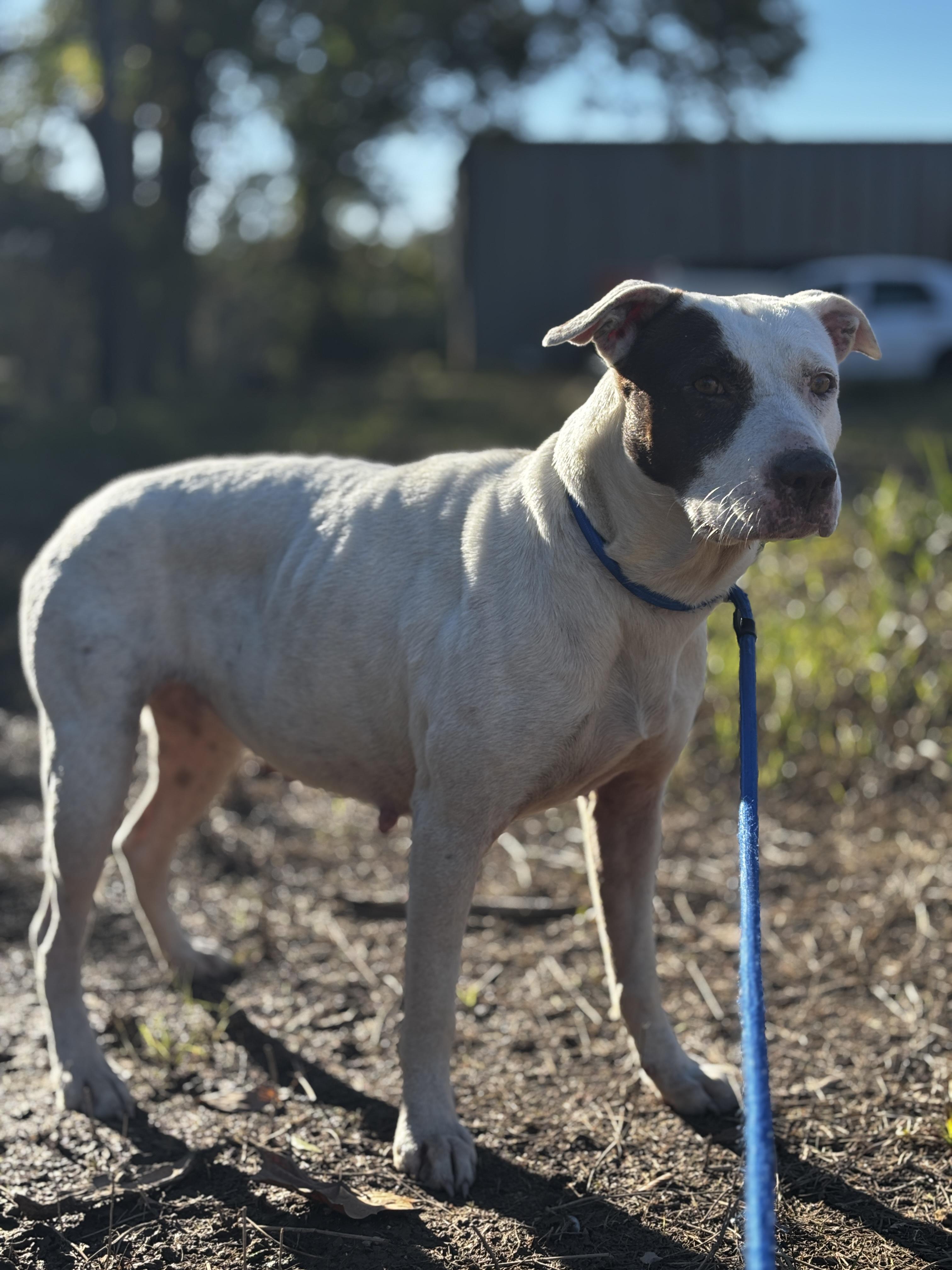 Enlarge Piper, an adopted mixed breed in Houston, TX image 6/6