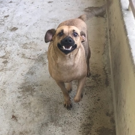 Olena, Adoptable, Young Female Mixed Breed.