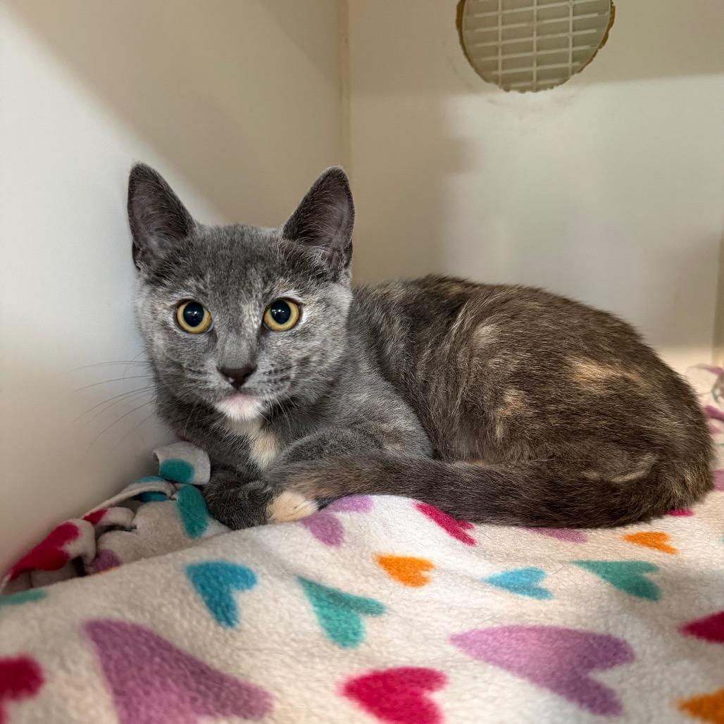 Dusty, Adoptable, Kitten Female Domestic Short Hair.