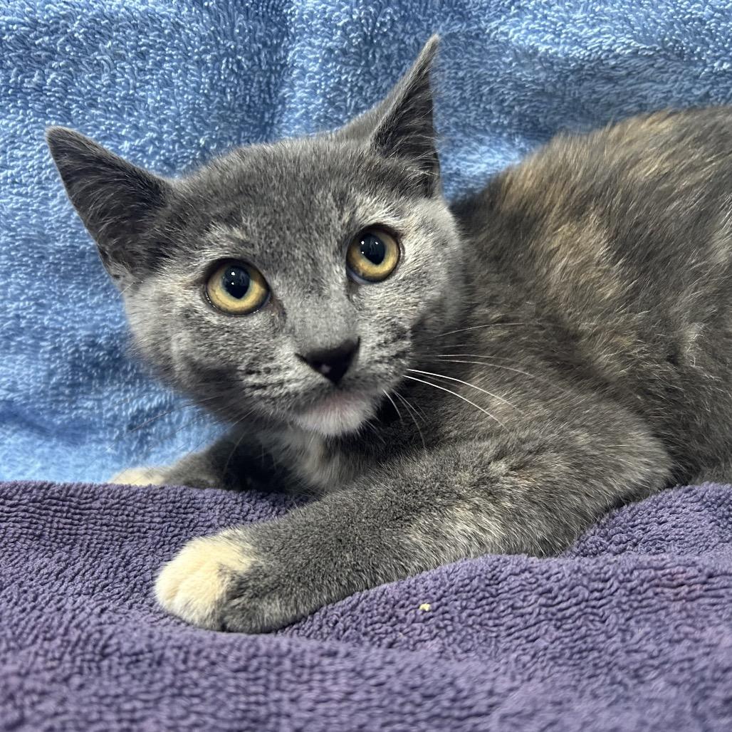 Enlarge Dusty, a Adoptable Domestic Short Hair in Oyster Bay, NY image 2/4