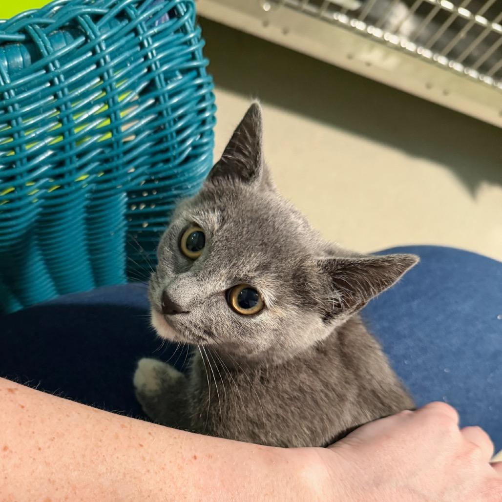 Enlarge Dusty, a Adoptable Domestic Short Hair in Oyster Bay, NY image 3/4