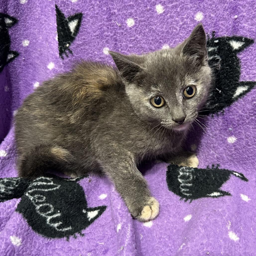 Dusty, Adoptable, Kitten Female Domestic Short Hair.
