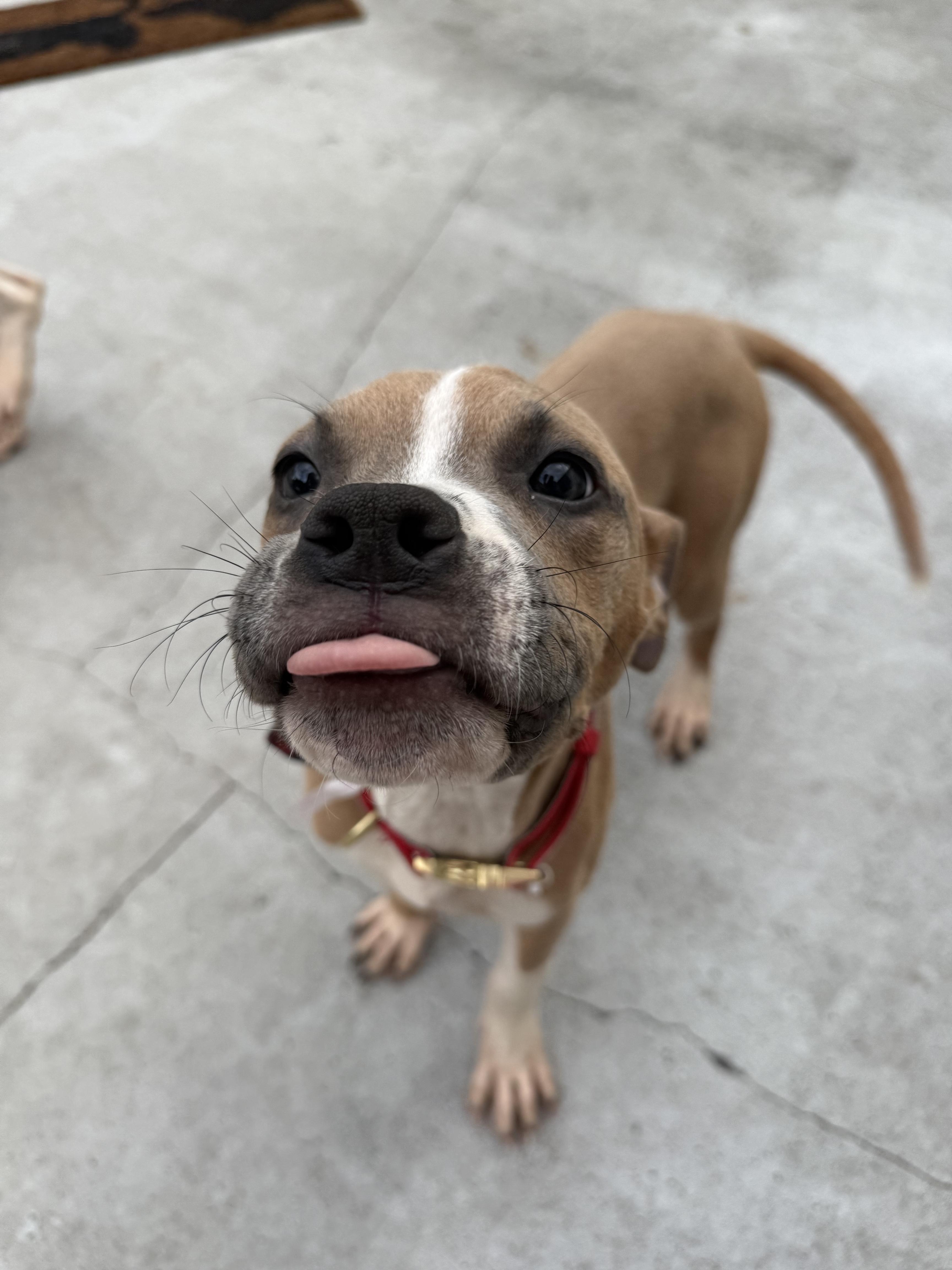 Doja, ADOPTABLE, Puppy Female American Bully & American Bulldog.