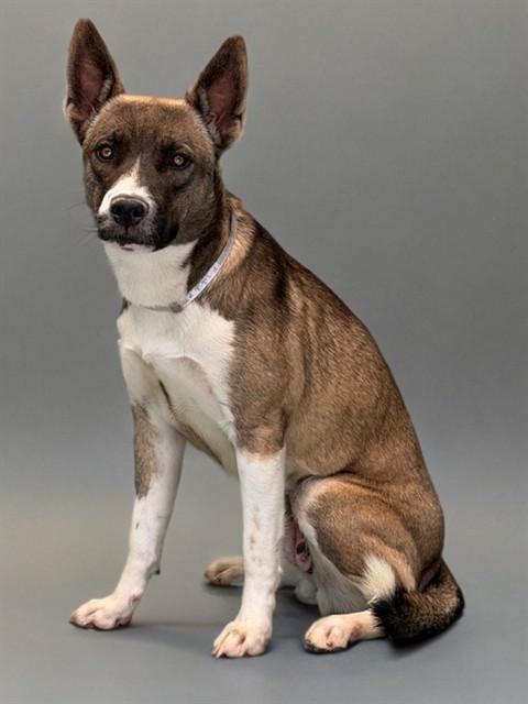 LOLA, Adoptable, Young Female Siberian Husky & Pit Bull Terrier.