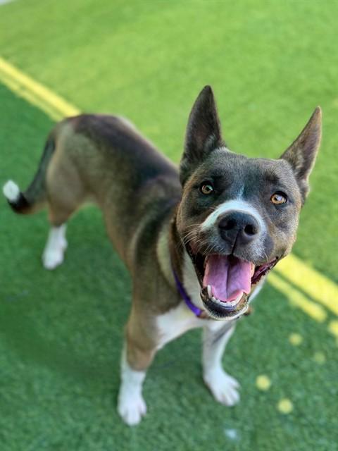 LOLA, Adoptable, Young Female Siberian Husky & Pit Bull Terrier.