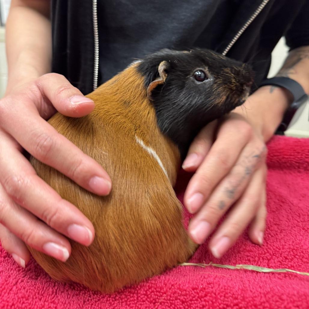 Enlarge Chocolate, a Adoptable Guinea Pig in Murray, UT image 1/2