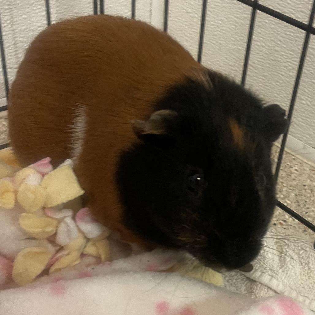Enlarge Chocolate, a Adoptable Guinea Pig in Murray, UT image 2/2
