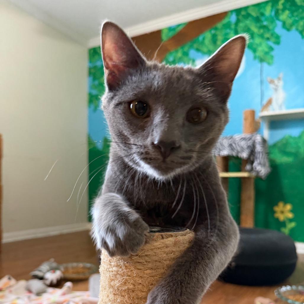 Taco, a Adoptable Domestic Short Hair in Tuscaloosa, AL image 3/3